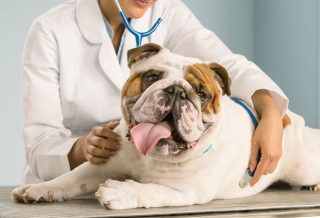 cpap sui cani con casco