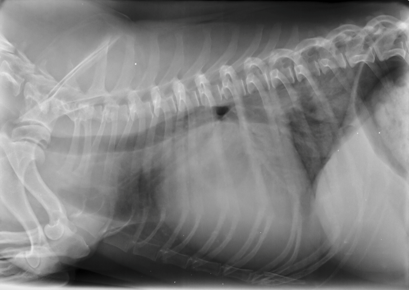 PRIMA TERAPIA CPAP