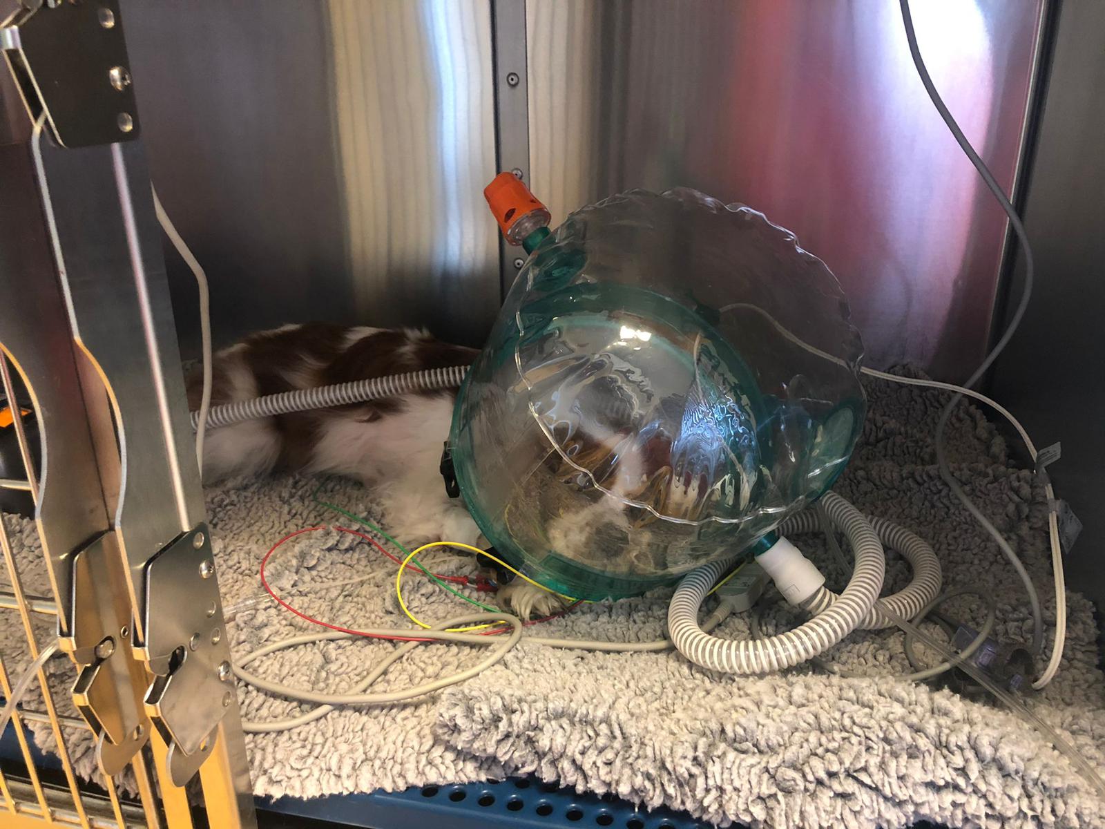 CPAP dog CPAP dog